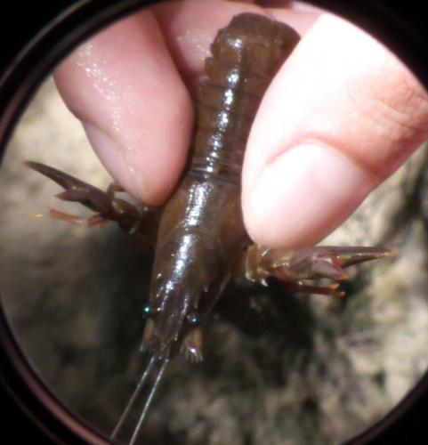 Réf. 276 435 : Pacifastacus leniusculus